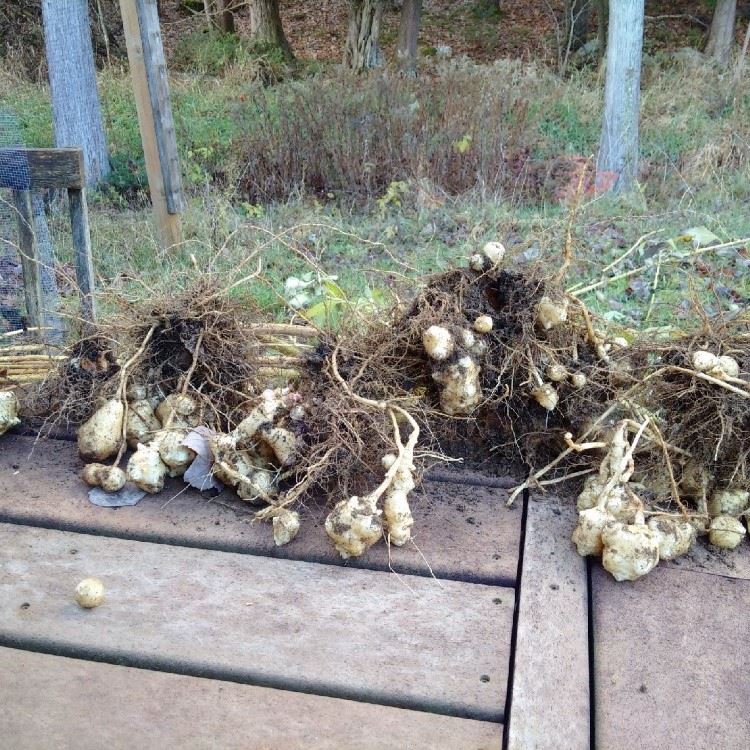 Newly harvested pig potatoes